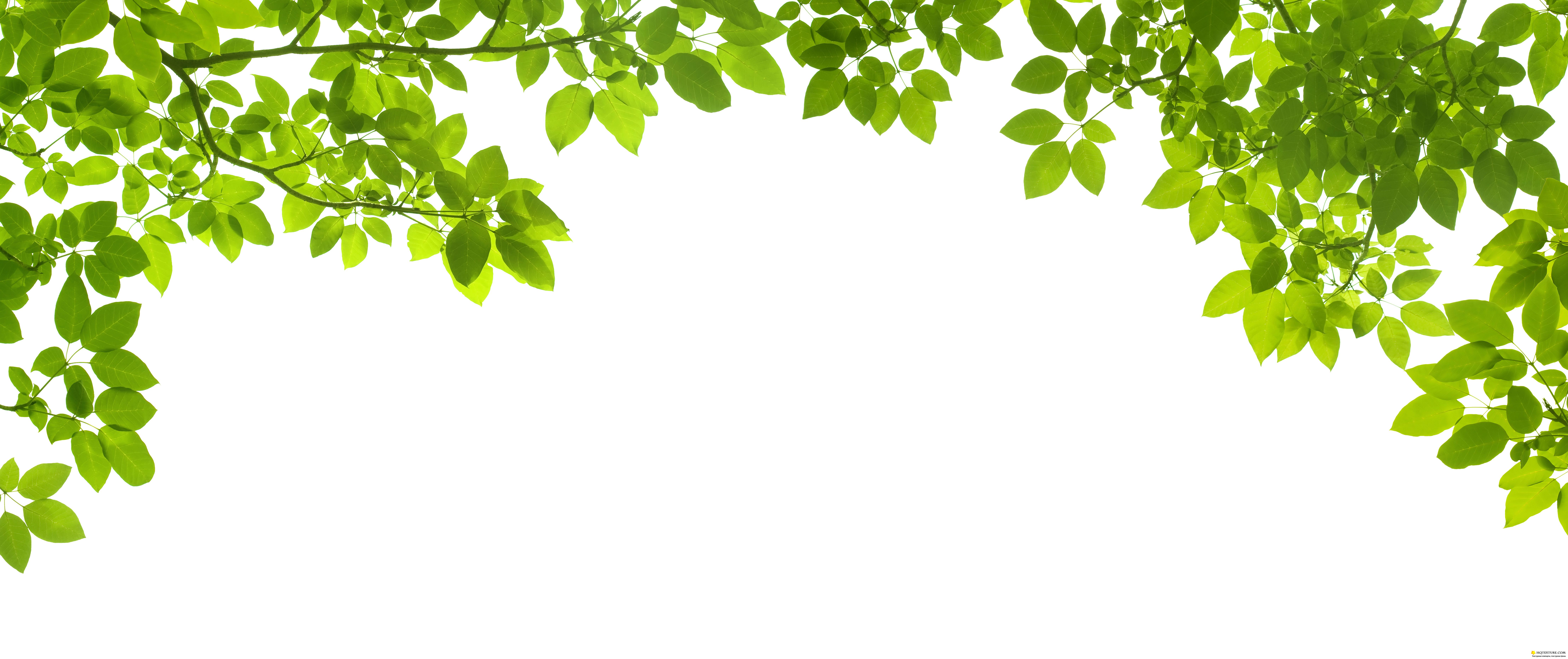 Green leave frame - UHQ Stock Photo | Рамки из зеленых листьев