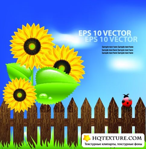 Stock: Sunflowers with blue sky