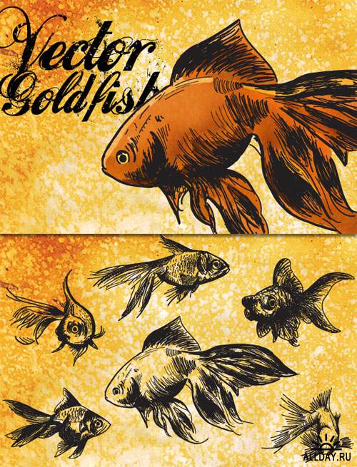 WeGraphics - Vector Goldfish