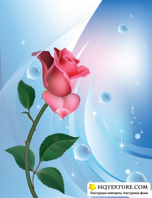 Rose on blue background with water bubbles