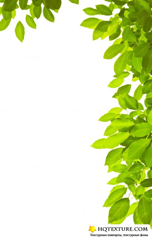 Green leave frame - UHQ Stock Photo |    
