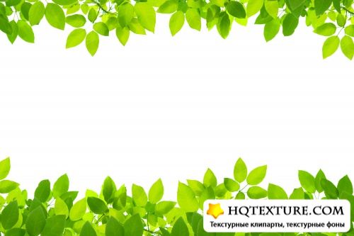 Green leave frame - UHQ Stock Photo |    