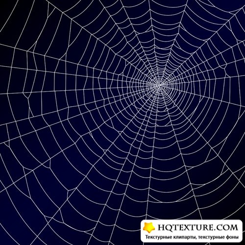 Spider web 5 |  5