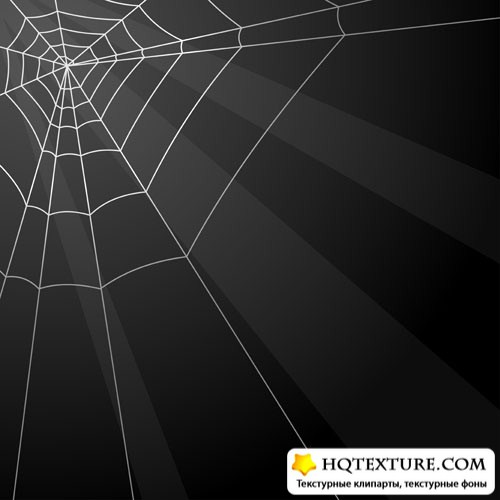 Spider web 5 |  5