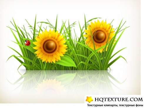 Background with chamomile and sunflower